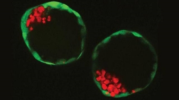 Embrione artificiale coltivato in laboratorio.