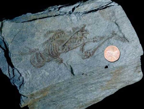 fossile scheletro 2