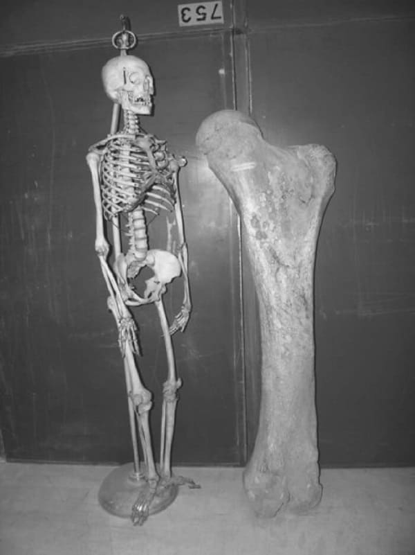 scheletro gigante 2