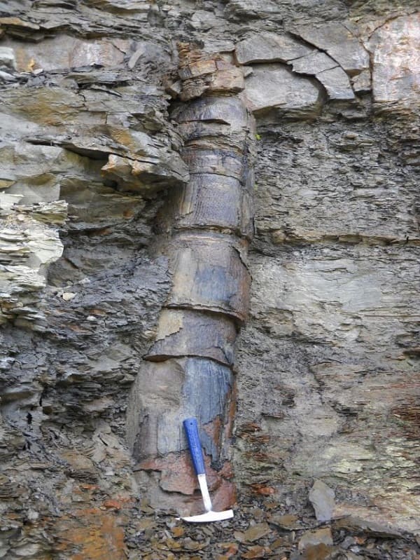 tubo fossile