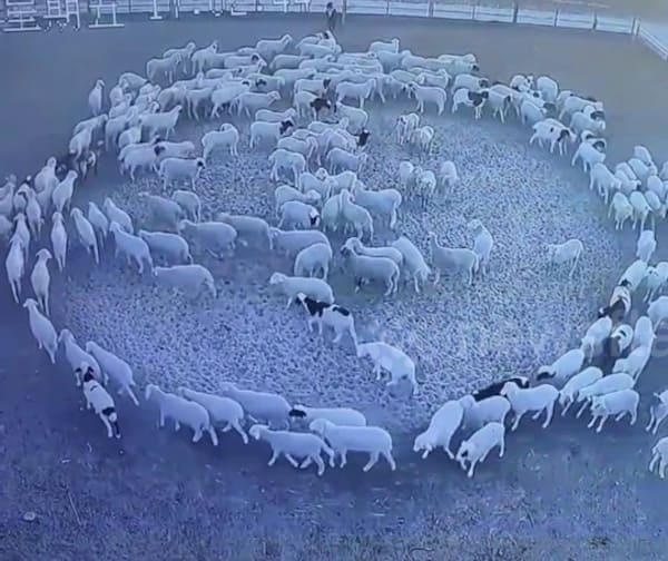pecore in cerchio 