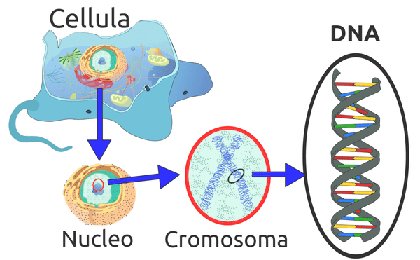 dna cellula cromosoma