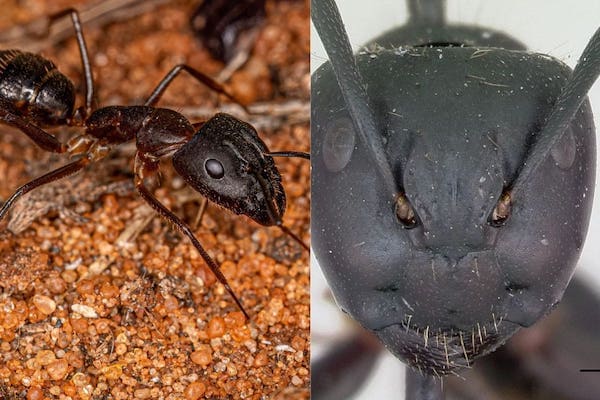 formica-Camponotus